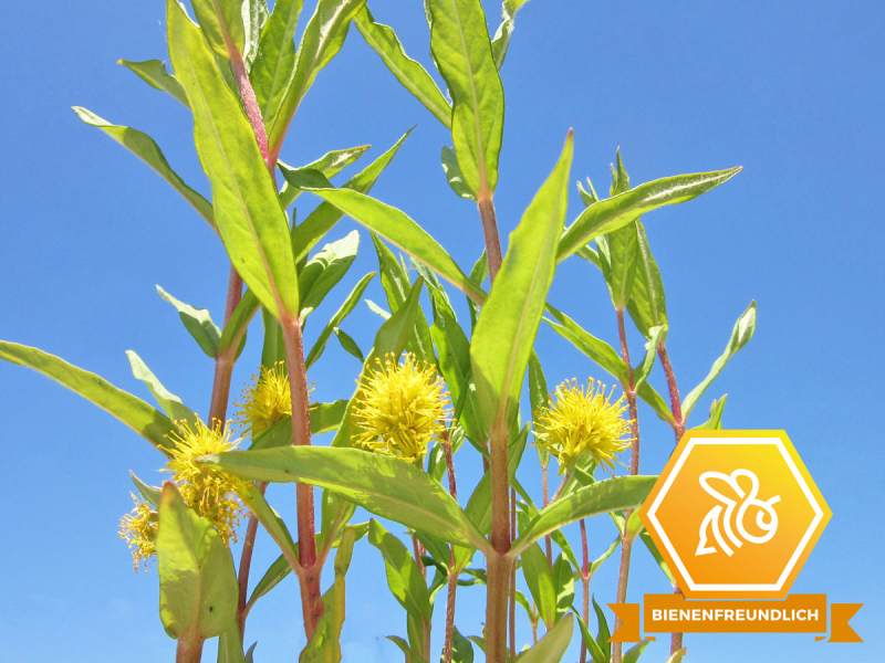 Straußgilbweiderich, Lysimachia thyrsiflora, Logo bienenfreundlich
